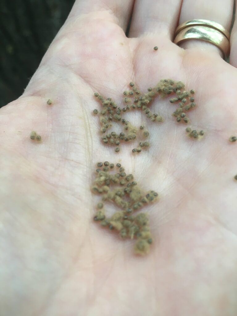 Many tiny Gypsy Moth eggs on the palm of a hand.